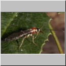 Perithous cf scurra - Schlupfwespe 08 10mm.jpg